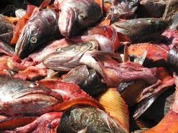 November 2013 | Ujie Caprone