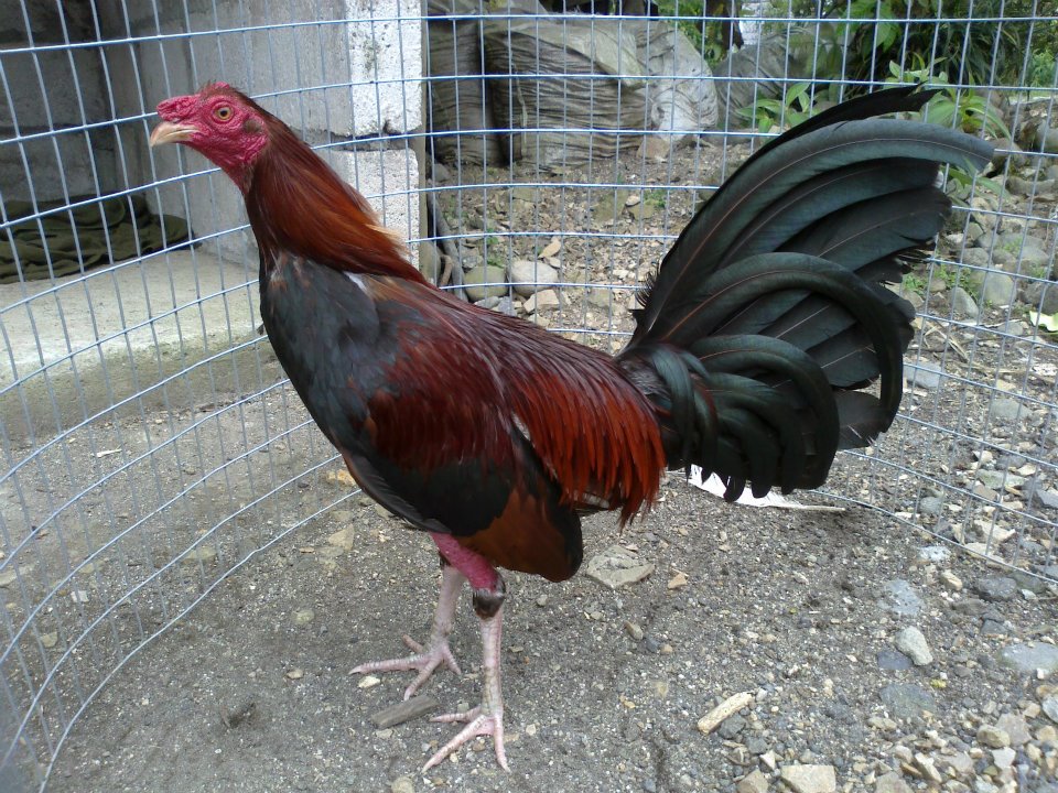 Como curar la ronquera en gallos de pelea