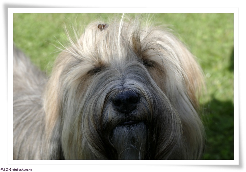 [Hundeblog] Einfach Socke Physiotherapie &amp; Krankengymnastik beim Hund&hellip;