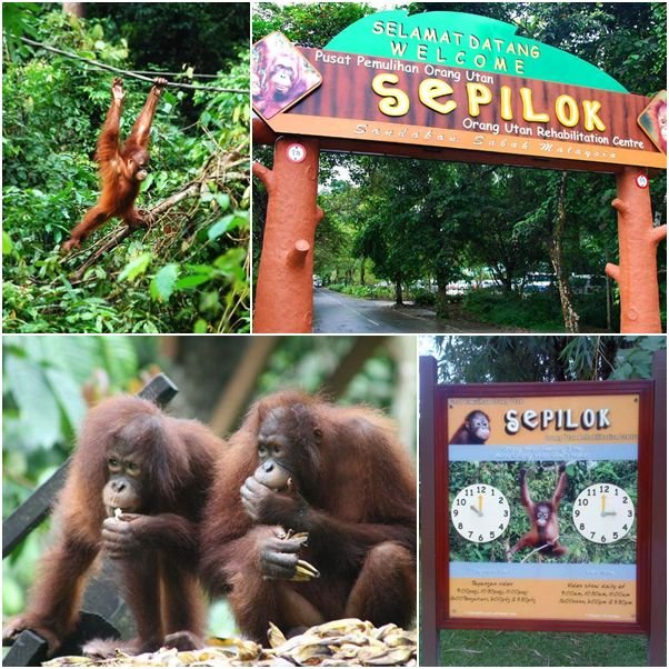 Sandakan The Nature City Sepilok Orang Utan Rehabilitation Centre Sandakan The Nature City Sepilok Orang Utan Rehabilitation Centre