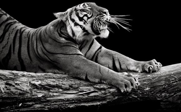 Animales en blanco y negro - Mundo Feliz