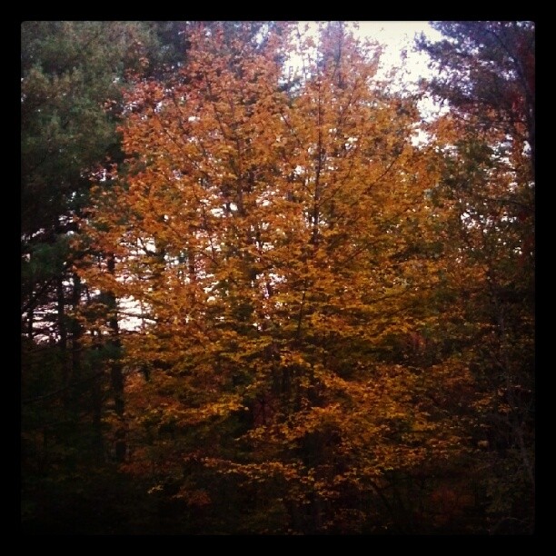 The Harvest Moon Explained by NASA Free Technology For Teachers