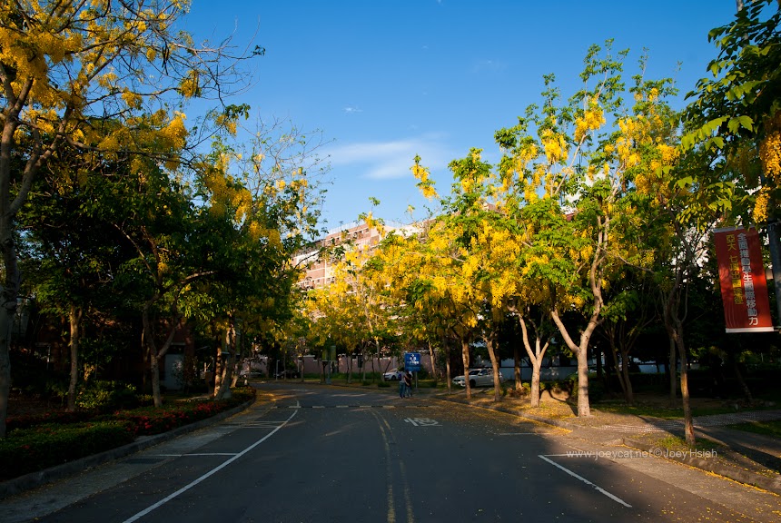 亞洲大學 阿勃勒 花海