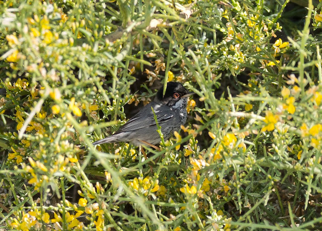 Cyprus Warbler - Cyprus