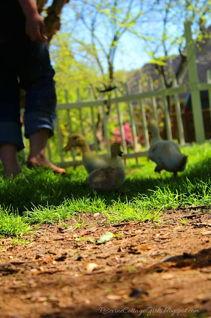 All in the perspective, All in the way you look at it Image (C) Rosevine Cottage Girls Photo of the bottom part of a person's legs walking away from the camera in the grass and little ducklings are following them toward the garden gate.
