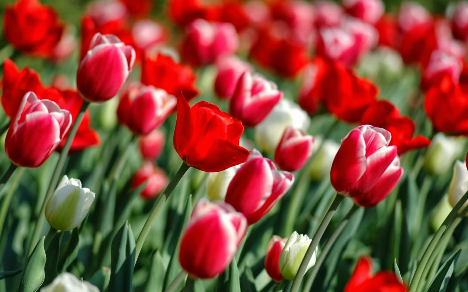 Bunga Tulip Putih Gambar bunga tulip merah