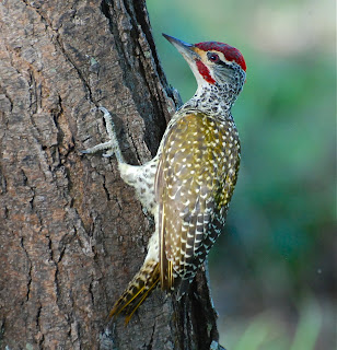 Nubian Woodpecker