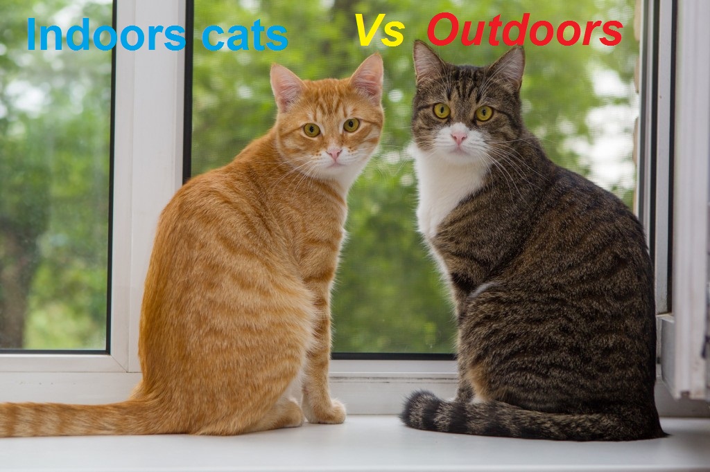 Why all cats should be indoors Indoors cats vs Outdoors cats