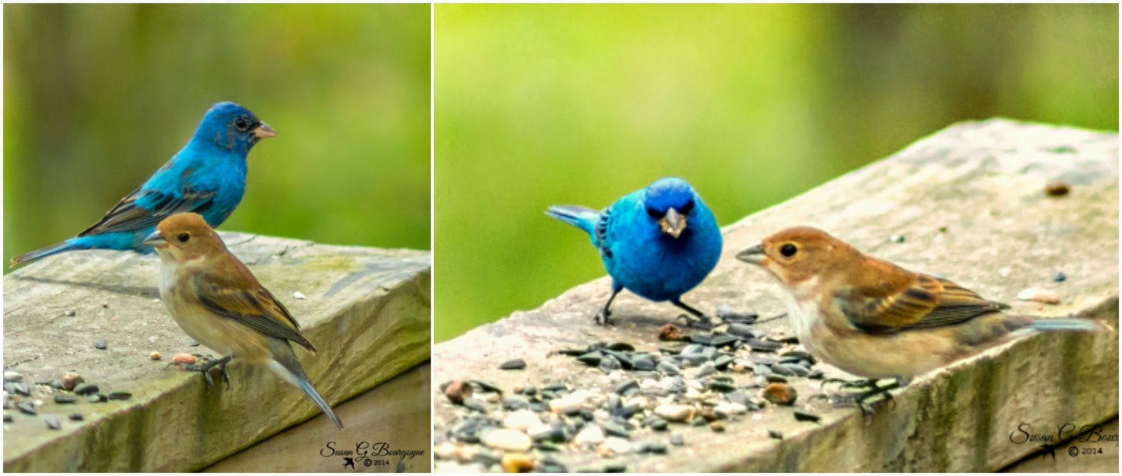 A Breath of Nature Spring Migration of Indigo Buntings