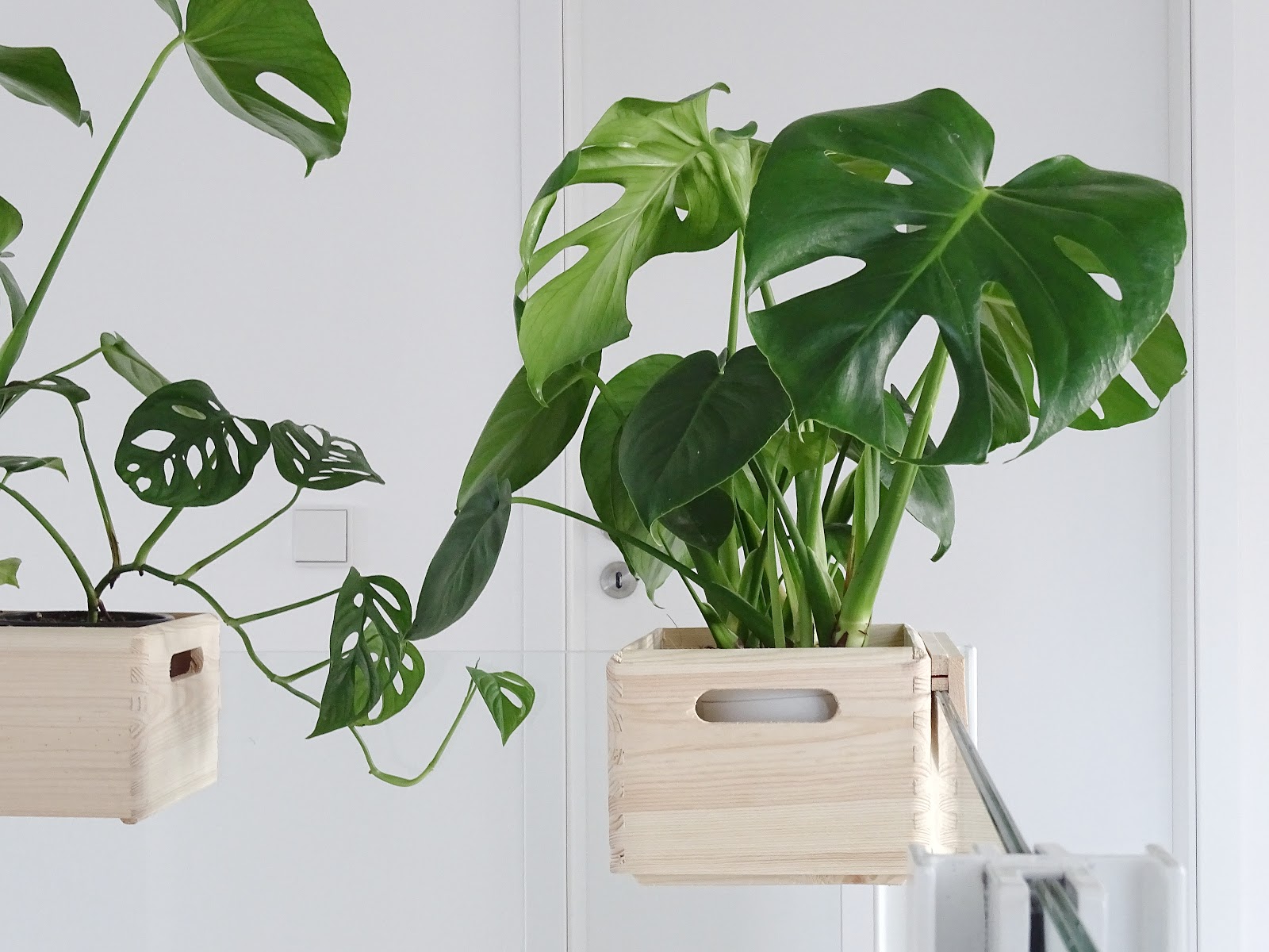 DIY-Blumenkasten zum Aufhängen an Treppengeländern und Galerien plus Pflegetipps und Informationen zur Monstera-Pflanze | https://mammilade.blogspot.de DIY-Blumenkasten zum Aufhängen an Treppengeländern und Galerien plus Pflegetipps und Informationen zur Monstera-Pflanze | https://mammilade.blogspot.de