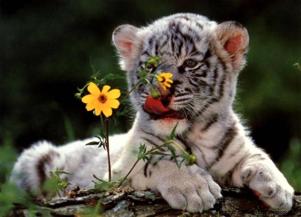 Pictures Of White Tiger Cubs   Wallpaper HD Wide