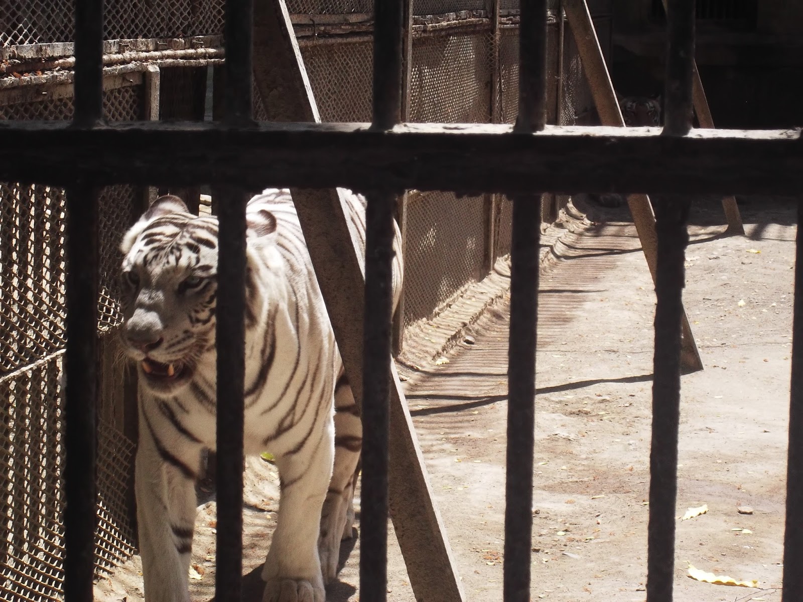 homeaway SAKKARBAUG ZOO JUNAGADH GUJARAT