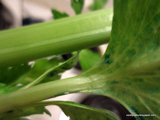 Nerdy Science: Colored Celery Sticks