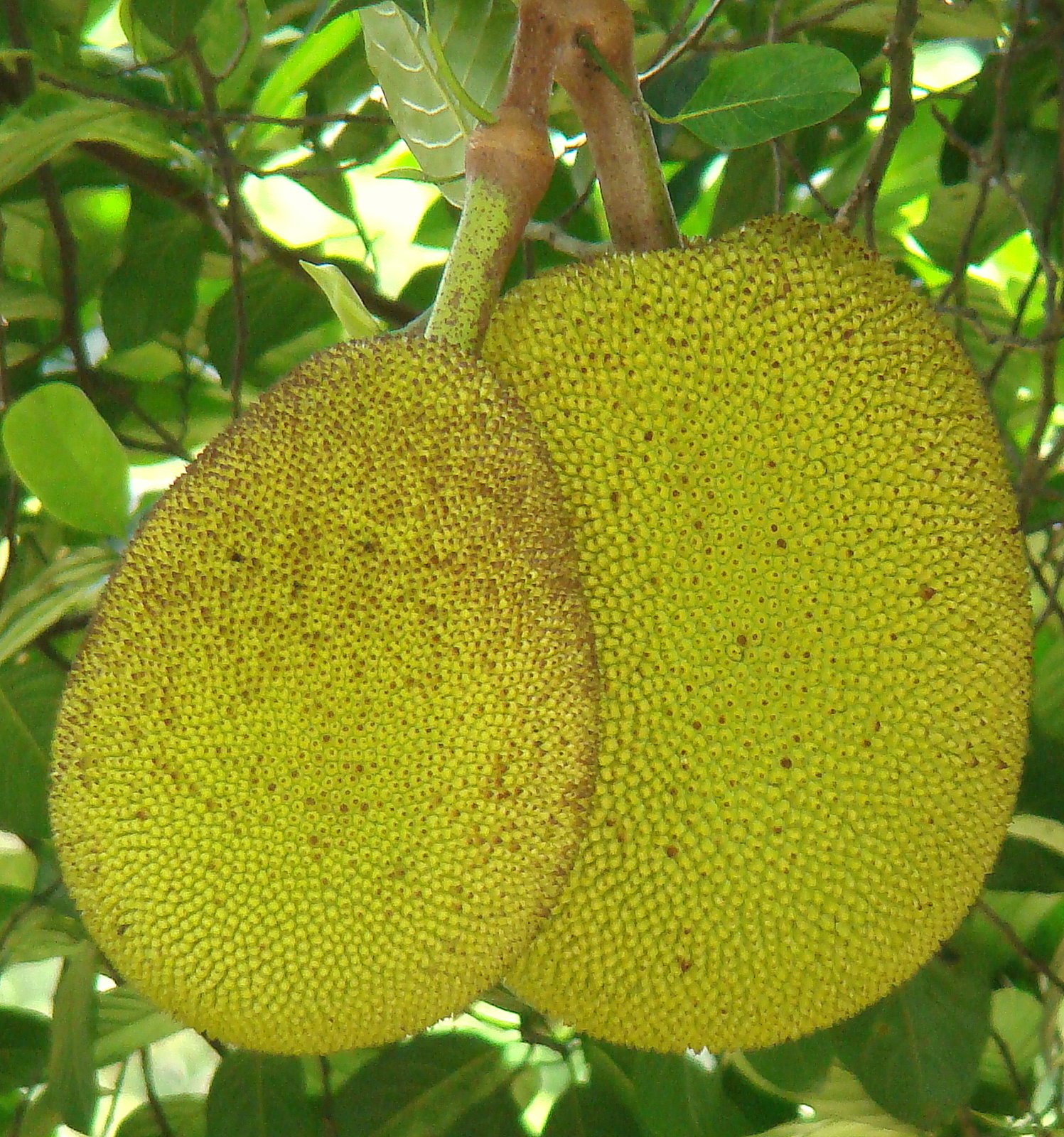 DiscoverSriLanka SRI LANKA JACK FRUIT SEASON