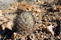Foxtail cactus (Escobaria vivipara) on the flank of Negro Hill, Joshua Tree National Park