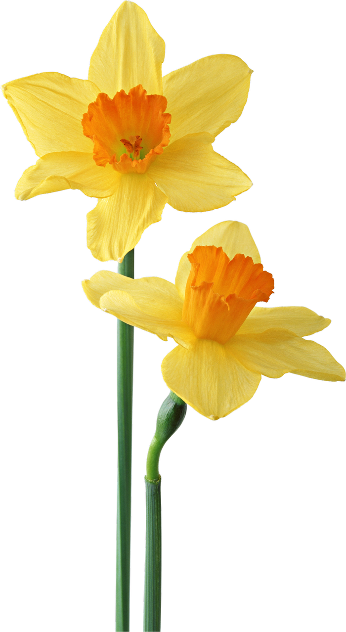 ForgetMeNot: Flowers - Daffodils