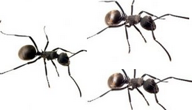 More tips for house ants How to get rid of ants naturally from your house More tips for house ants How to get rid of ants naturally from your house