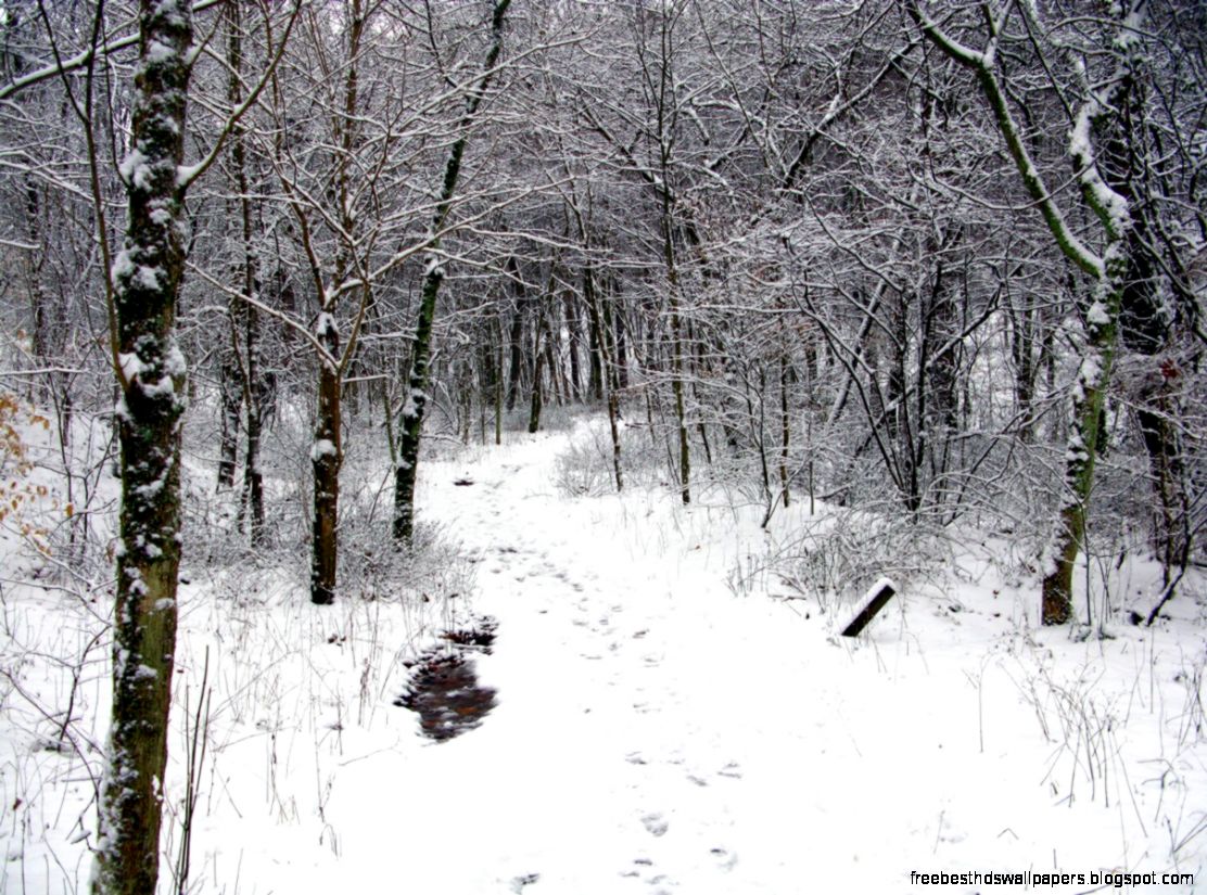 FileWinter trail snow forest   West Virginia   ForestWander
