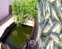 زراعة اسطح المنازل أسماك