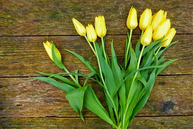 a springtime greeting and hello again, tulips, yellow tulips, spring flowers