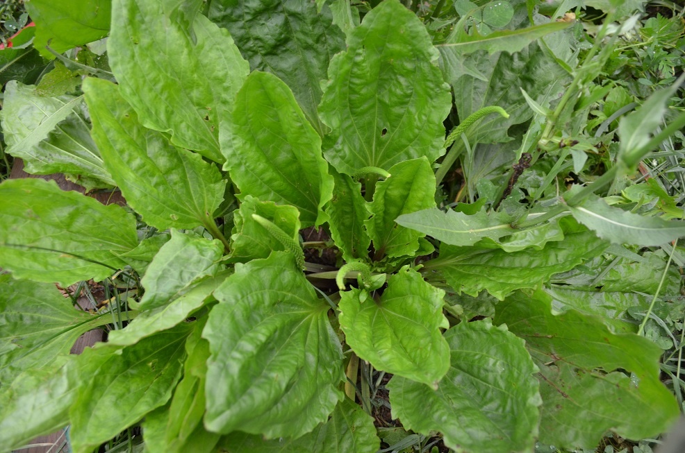 Random Ramblings of FF Farm Safe plants for rabbits!