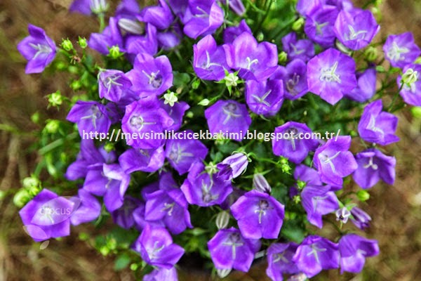 Cazip Fiyata Light Blue Campanula Can Cicegi Tohumu