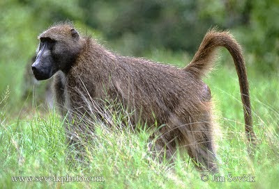 Chacma baboon