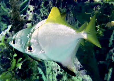 Aquarium Movies Japan Archive 生きている魚図鑑 ヒメツバメウオ Silver Moony Silver Batfish Monodactylus Argenteus