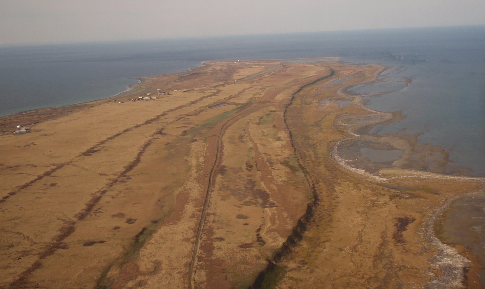 Middleton Island, Gulf of Alaska The Tree Swallows