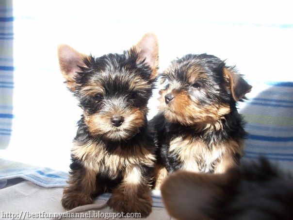 Two sweet puppies.