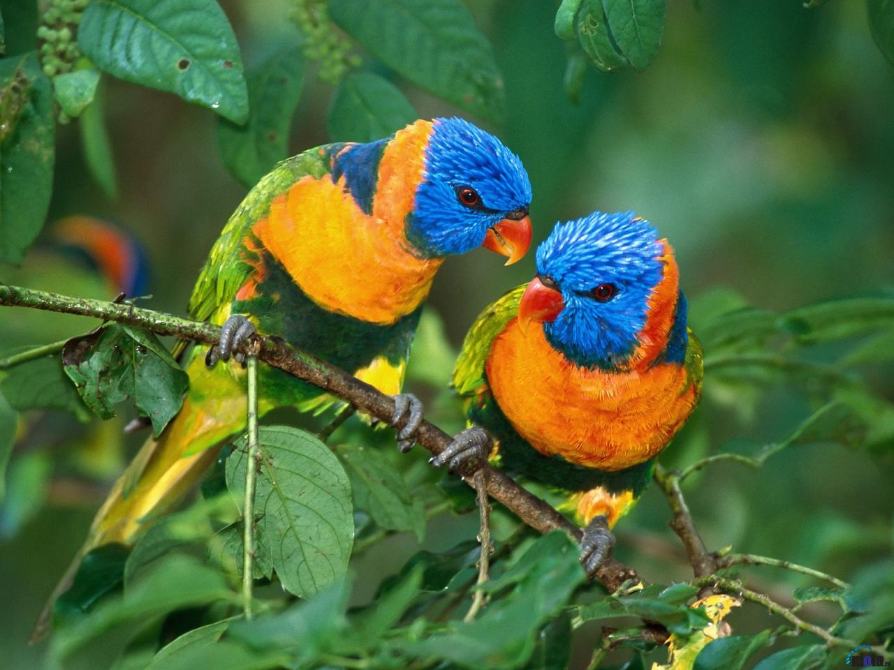Beautiful Colorful Birds  Infotainment - Entertainment with Knowledge