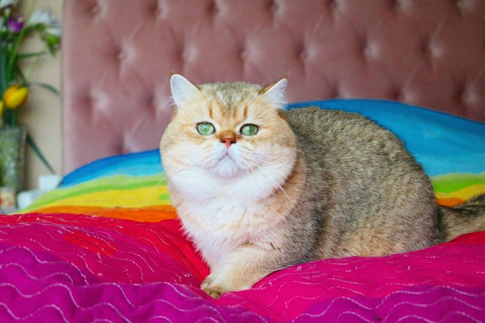 SAFKAN British Shorthair British Shorthair Scottish Fold sahibinden