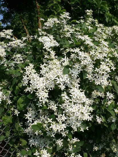 Клематис белый снег фото и описание Clematis Mandschurica