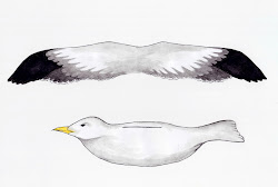 seagull printable printables craft mobile paper birds pattern kleuters crafts meeuwen template flying wings meeuw knutselen scribd golden drawing gull