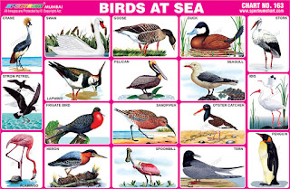 Birds at Sea