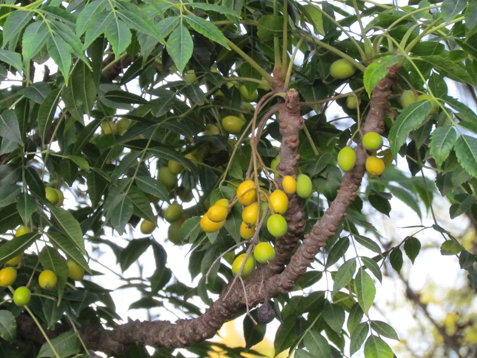 The Home Manager's Junction Neem A Gift from God (Uses of Neem, Indian