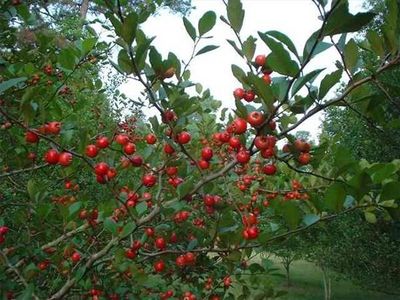 Two Men and a Little Farm: BLACK FRIDAY MAYHAW TREES