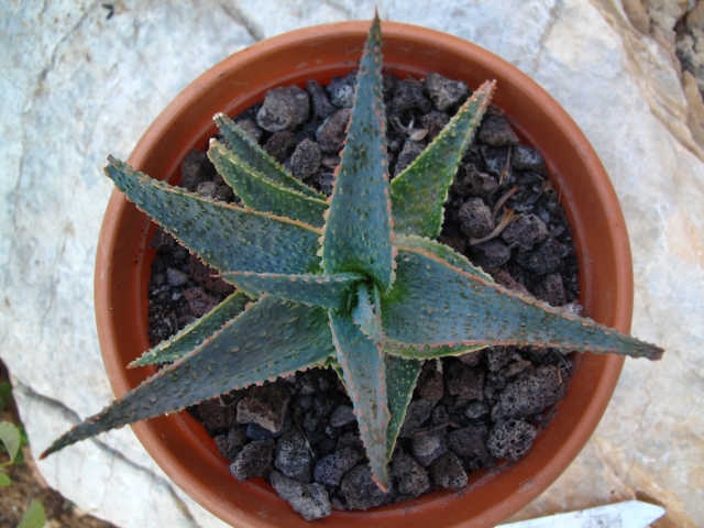 Алоэ лаванда. Aloe lavender star. aloe cv. donnie bright star. алоэ звезда.