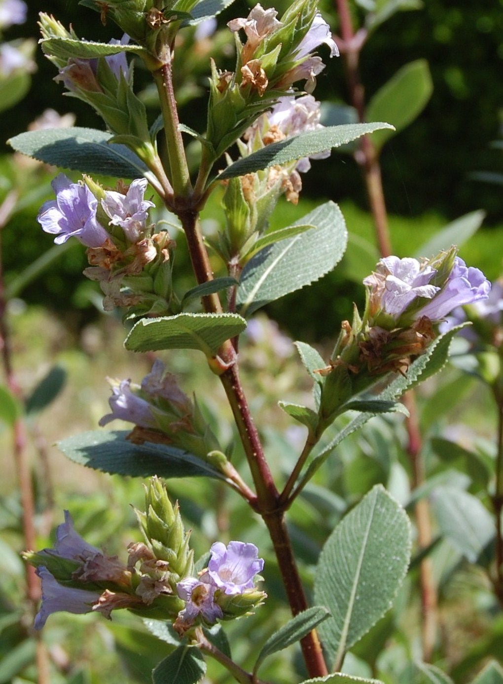 Plantas Beleza e Diversidade Strobilanthes kunthiana