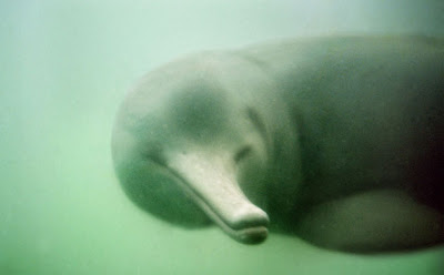 amazing-extinct-animals-resurrected-by-cloning-baiji-river-dolphin