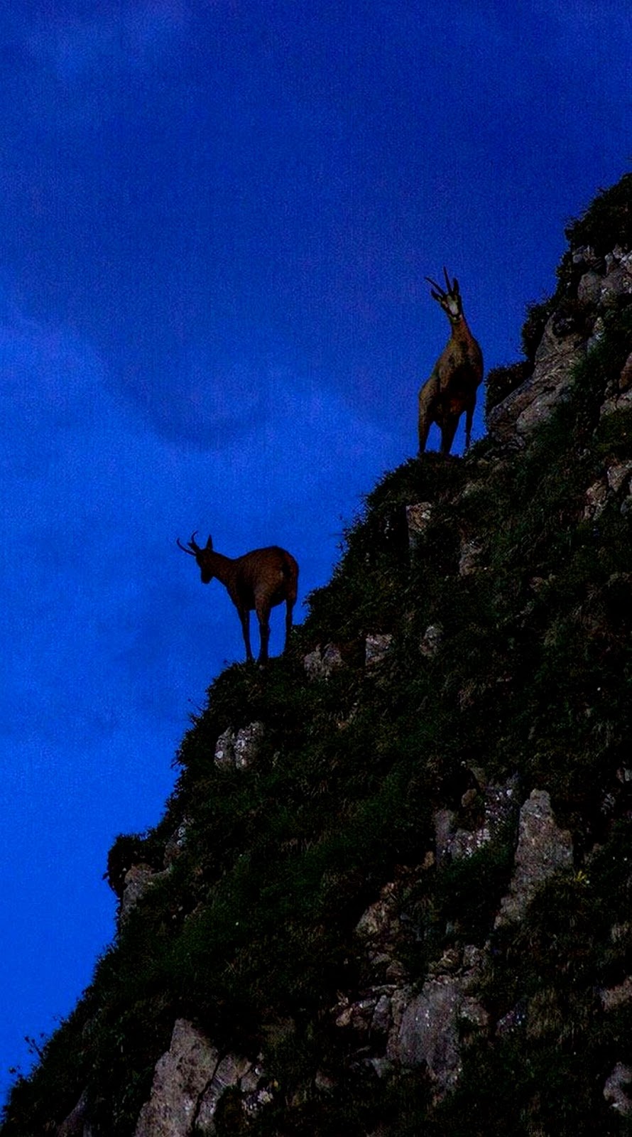 Animal iPhone 5 Wallpapers