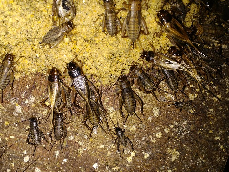 Penyebab Jangkrik Tidak Mau Makan Dan Cara Mengatasinya Telur Jangkrik Alam