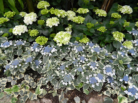 Allan Gardens Conservatory Easter Flower Show 2013 blue lacecap white mophead hydrangeas variegated ivy by garden muses: Toronto gardening blog