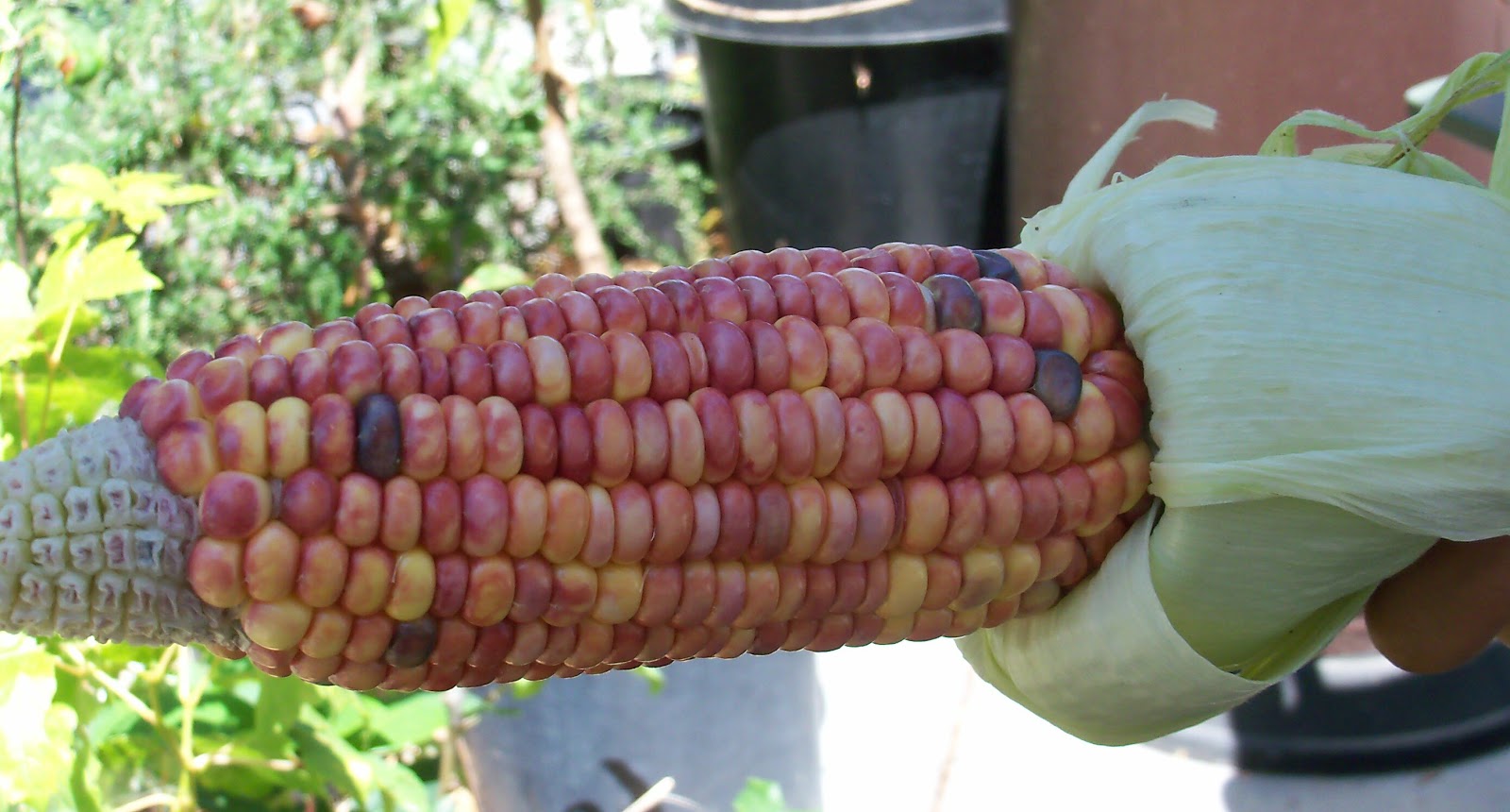 My Beautiful Food Garden A Chance to Derail GMO Corn In Mexico!