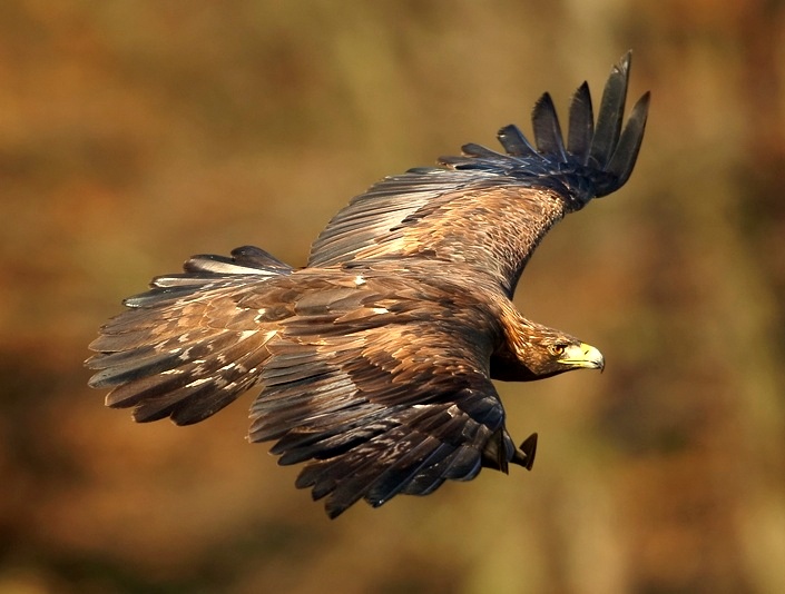 BARRY the BIRDER Britain's magnificent Golden Eagle