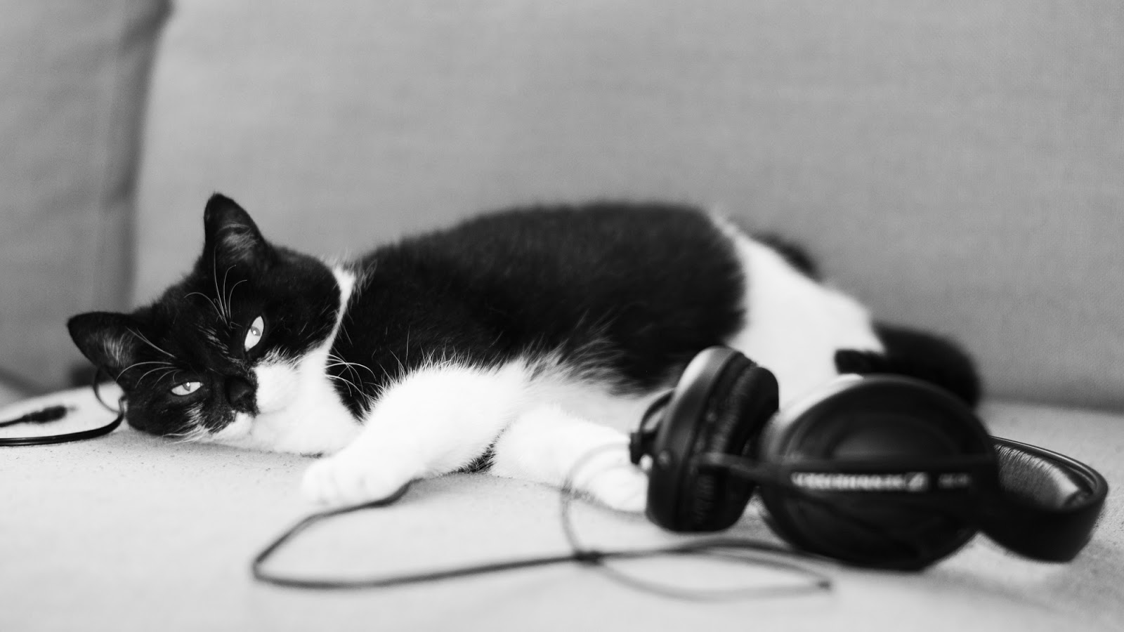 headphone_kitty_by_super_formosa_from_flickr_cc-sa.jpg