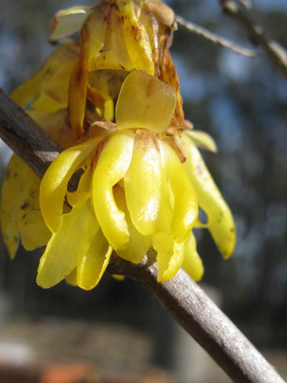 Urban Pollinators Mahonia A Magnificent Magnet For Winter Active
