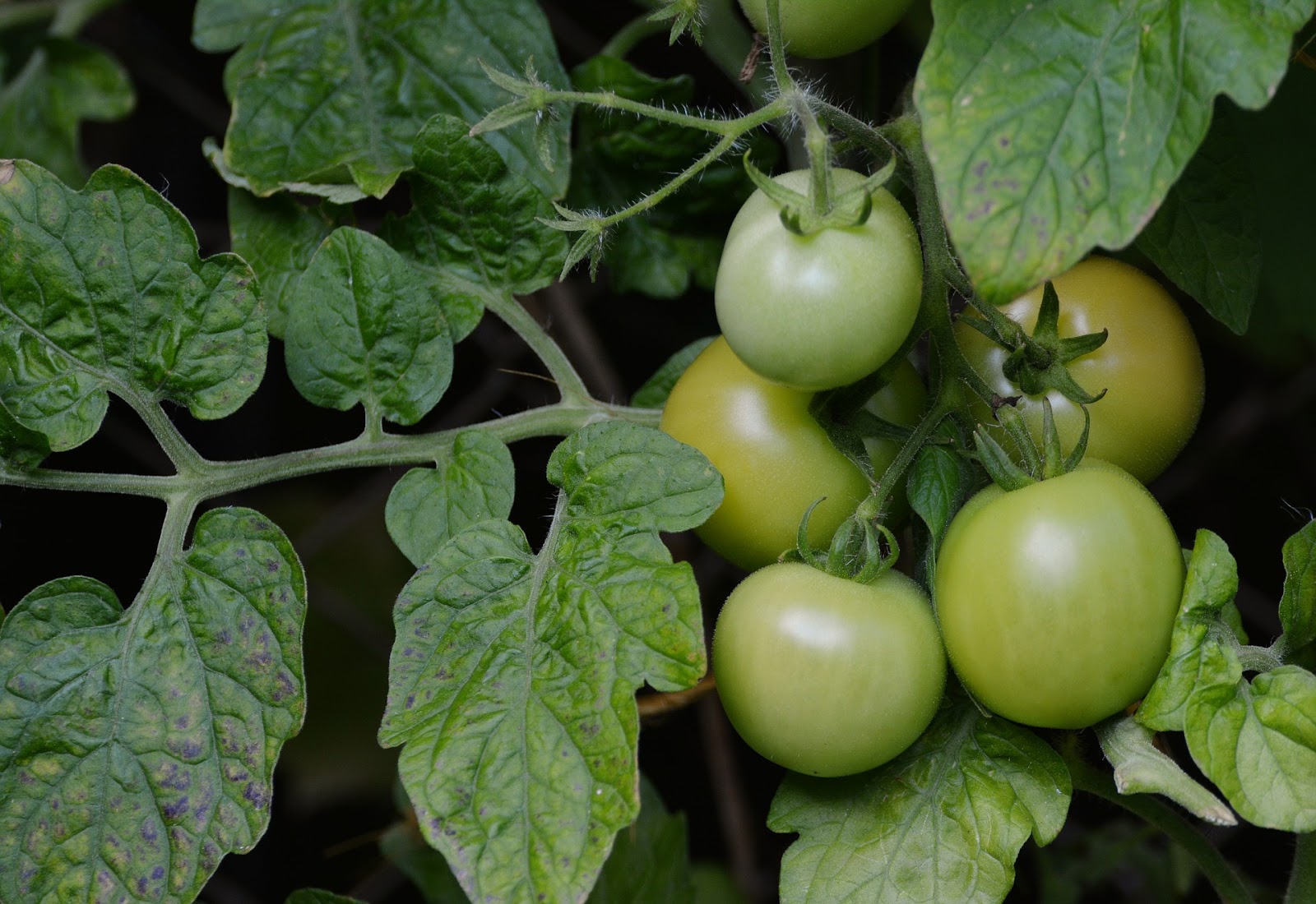 Can we make our tomatoes ripen faster?, How do we can...? Life Care Post