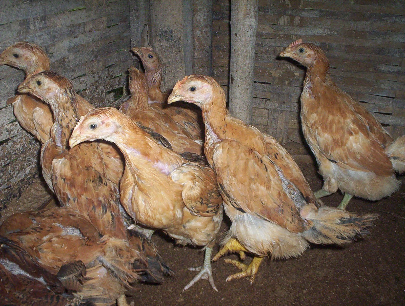 Photo Cara Membedakan Ayam Jantan alias Betina Menurut Mbak Nia