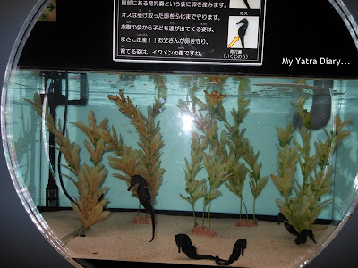 Sea horse at the Epson Aquarium, Prince Hotel Shinagawa - Japan